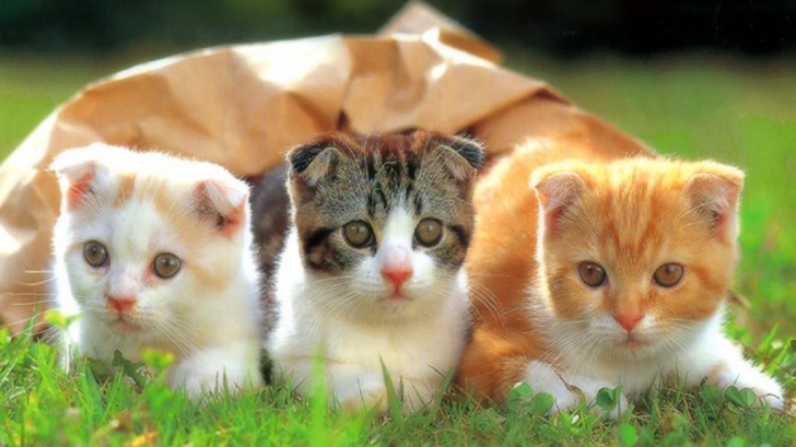 ULUITOR: Ce cred de fapt pisicile despre stăpânii lor. Explicația oamenilor de știință