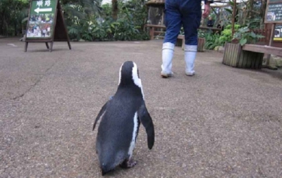Pinguinul care a devenit un adevărat simbol în Japonia