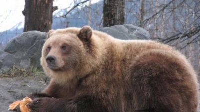 ÎNTÂMPINAREA DOMNULUI. Ziua care arată cum va fi vremea, în funcţie de comportamentul ursului