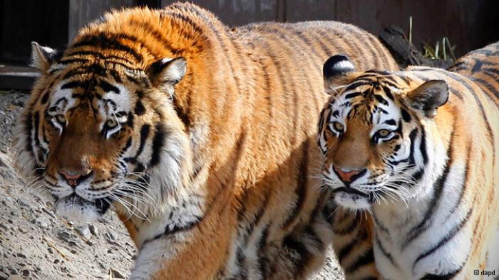 Un bărbat a anunţat că vrea să îmbunătăţească viaţa tigrilor aflaţi în cuşti şi că a decis să le ofere animalelor propriul corp ca să-l mănânce