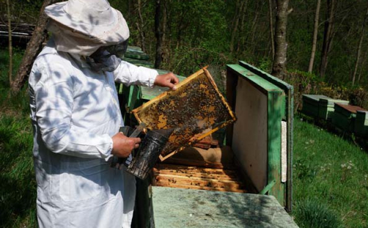 Generarea unui venit in plus. Bani din apicultura