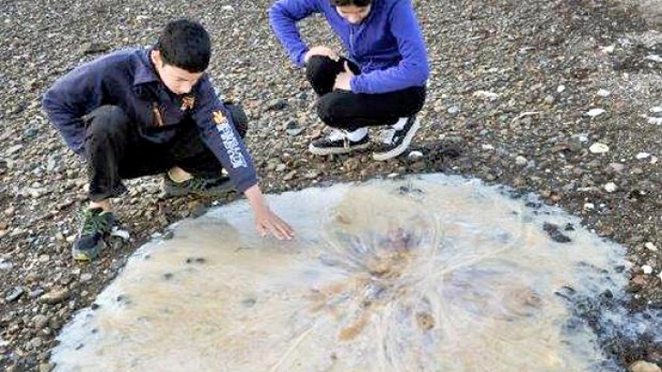 MEDUZĂ GIGANT, descoperită pe o plajă din Australia