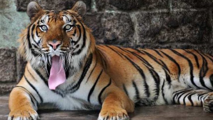 Chinezul s-a aruncat în cuşca tigrilor, pe care i-a rugat să îl mănânce.