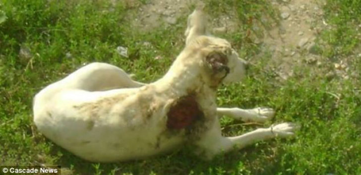 Soarta incredibilă a lui Ralph, un căţel maidanez atacat cu acid şi lăsat să moară în România, adoptat de o familie britanică