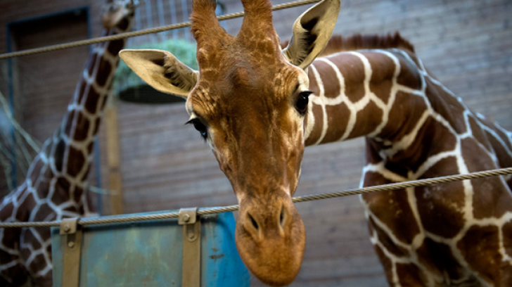 Girafa Marius de la zoo a fost împușcată în cap și dată la lei în fața unor copii