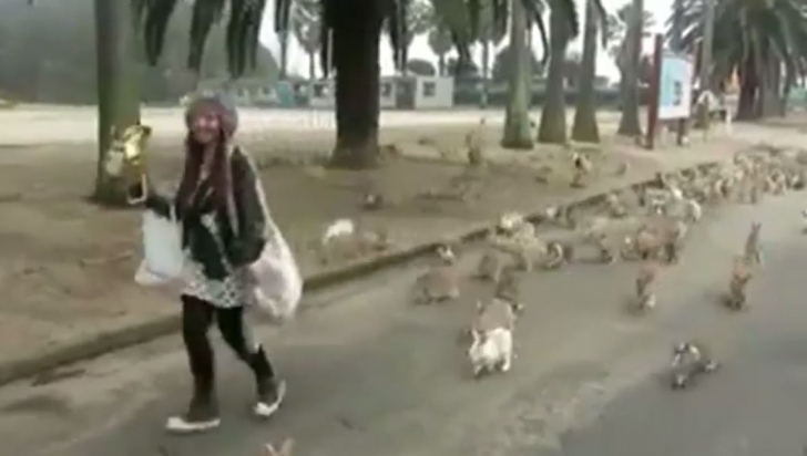 Imagini bizare: de ce este această femeie urmărită de sute de iepuri?