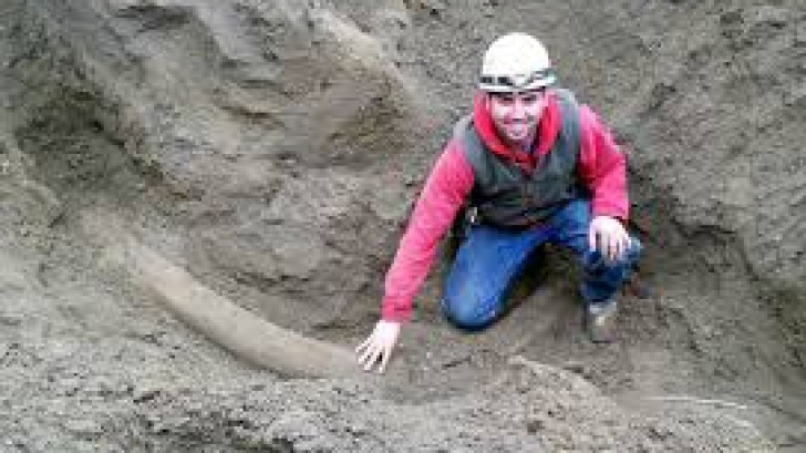 Cornul unui mamut din era glaciară a fost descoperit în Seattle