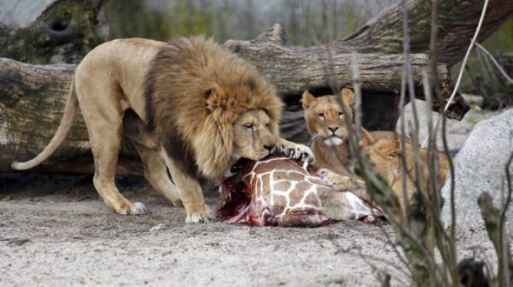 Girafa Marius de la zoo a fost împușcată în cap și dată la lei în fața unor copii