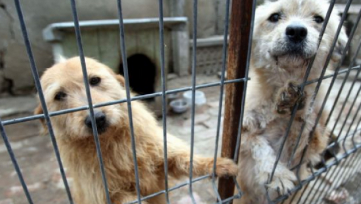Primii 21 de câini din adăpostul din Timișoara au fost eutanasiaţi