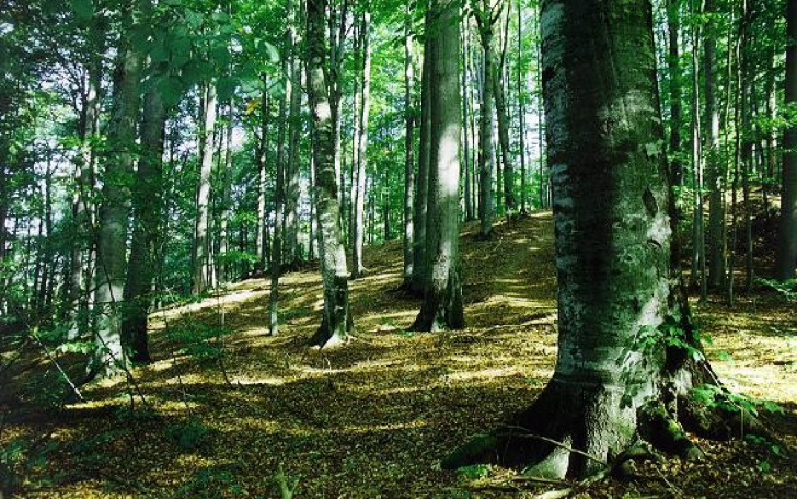 Harvard deţine 32.000 de hectare de pădure