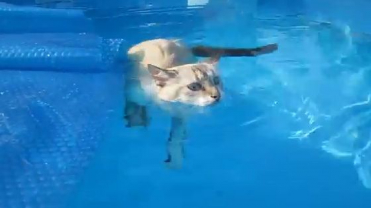 O pisică înoată în piscină. IMAGINILE care te cuceresc