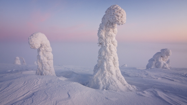 Copaci acoperiţi de zăpadă în Finlanda
