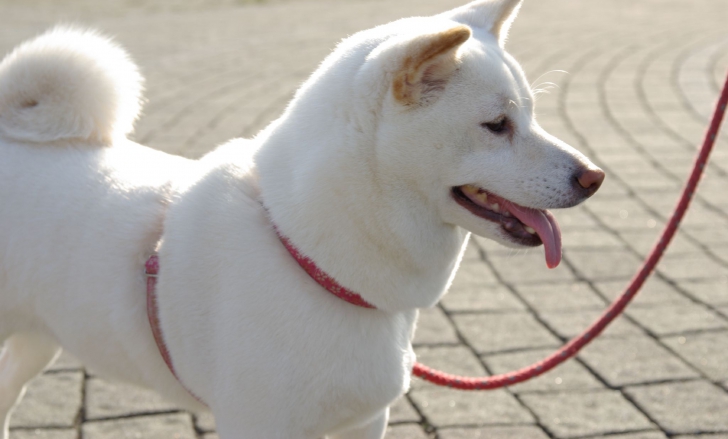 Shiba Inu, printre cele mai scumpe rase de câini
