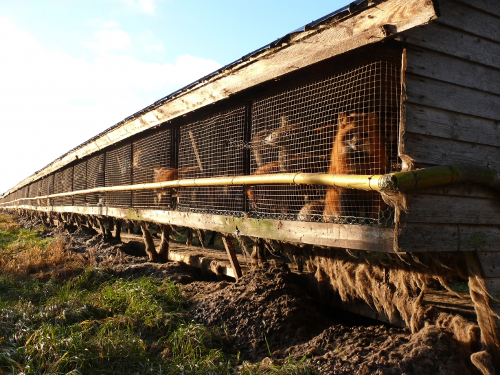 Noi imagini video surprinse recent atestă condițiile mizere, asociate cu cruzimea, din fermele de blănuri din țările scandinave