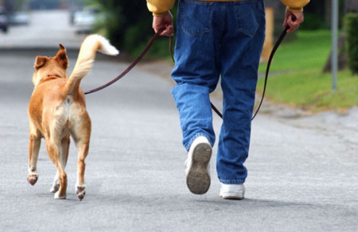 COMOARA descoperită de un cuplu în timp ce îşi plimbau câinele