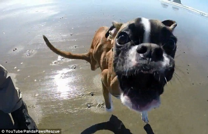 Duncan, la prima alergare pe plajă. În ciuda handicapului său....câinele boxer e rapid
