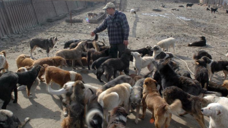 ASPA: 89 de câini ridicaţi dintr-un adăpost din curtea ADP Sector 6 pentru că nu erau înregistraţi