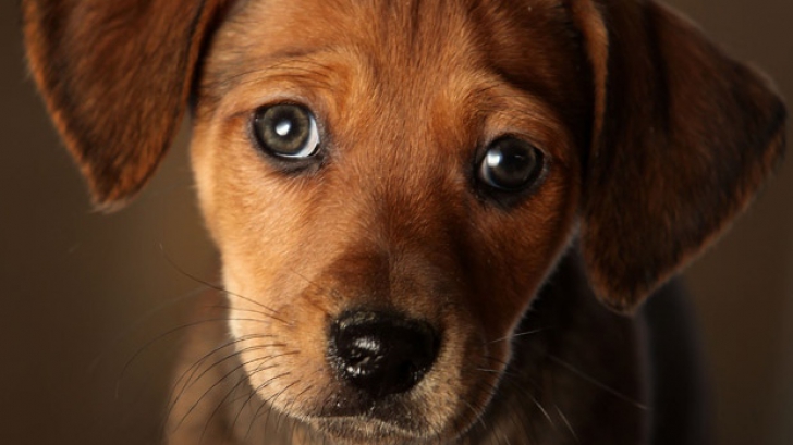 De ce adoptă câinii priviri "rușinate"
