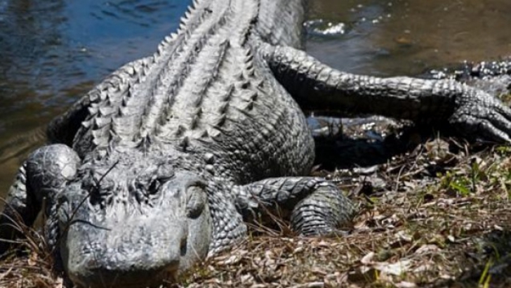 Grăsimea de crocodil, combustibil în viitor?