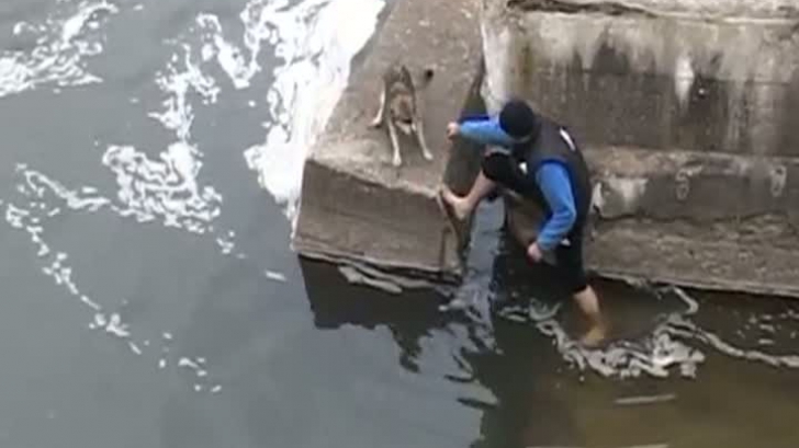 Un clujean a salvat un câine din apele reci ale râului Someşul Mic