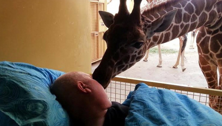 FOTOGRAFII IMPRESIONANTE: O girafă îşi sărută stăpânul aflat pe patul de moarte