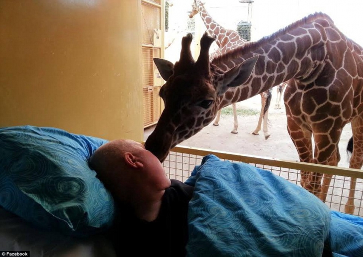 FOTOGRAFII IMPRESIONANTE: O girafă îşi sărută stăpânul aflat pe patul de moarte