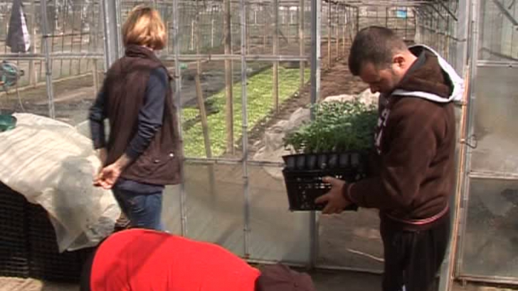 Cercetătorii Staţiunii Legumicole Buzău vor să cultive în serie lintea, bobul sau napul