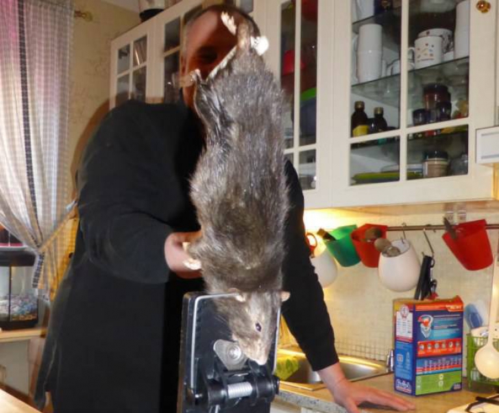 Șobolanul-gigant care a făcut o gaură în beton și a terorizat o familie