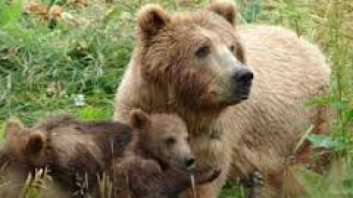 Doi pui de urs găsiţi de pădurari în Braşov, duşi într-un adăpost din judeţul Harghita