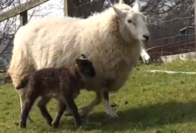 Creatură bizară &icirc;n curtea unui fermier. Să fie minunea &icirc;nainte de PAȘTE?