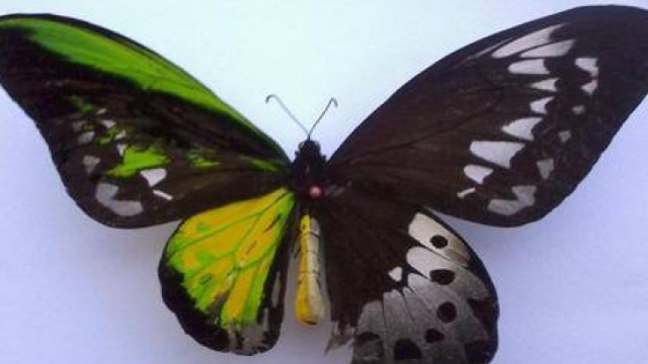 Acest fluture este pe jumătate femelă şi pe jumătate mascul.
