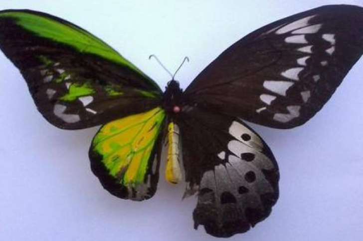 Acest fluture este pe jumătate femelă şi pe jumătate mascul