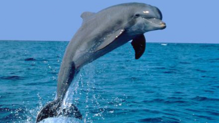 Duşa: E o noutate că delfini dresaţi pentru misiuni militare se vor afla în Marea Neagră