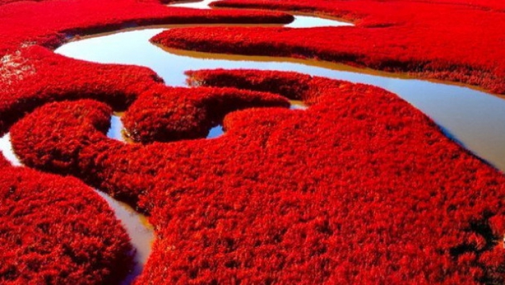 Plaja roşie din China