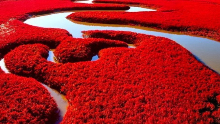 Cum arată Plaja roșie din nord-estul Chinei, unul dintre cele mai vizitate locuri de pe glob
