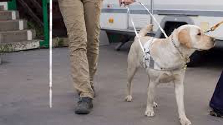 Camera Deputaților: Persoanele nevăzătoare vor putea avea drept &icirc;nsoțitori c&acirc;ini dresați special