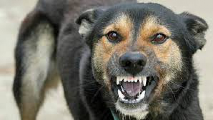 ASPA: Câinele care a mușcat un copil în parcul IOR a fost adoptat de Asociația Cuțu-Cuțu 