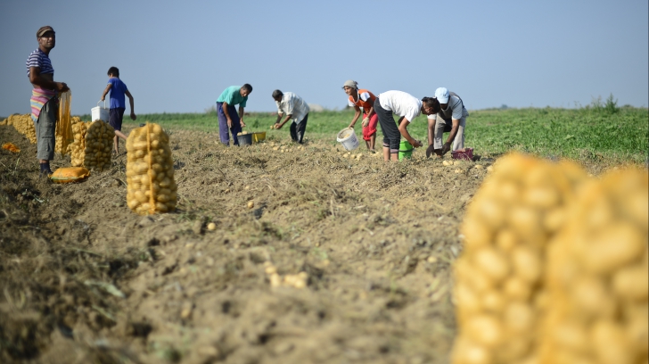 România, țara care va rămâne fără producție internă de cartofi