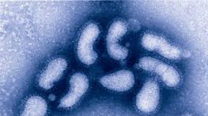 Un virus gripal asemănător aceluia care a făcut ravagii în 1918 ar putea să reapară