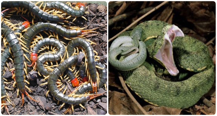 Cine câştigă în lupta dintre un şarpe şi un centiped uriaş
