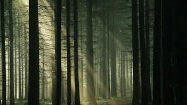 Pădurea Hoia-Baciu în topul locurilor de coşmar 