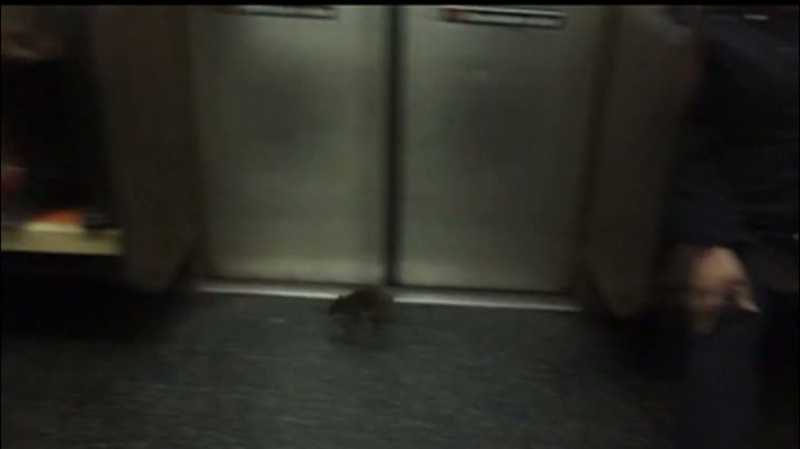 Ce se întâmplă când în metrou intră un şoarece?