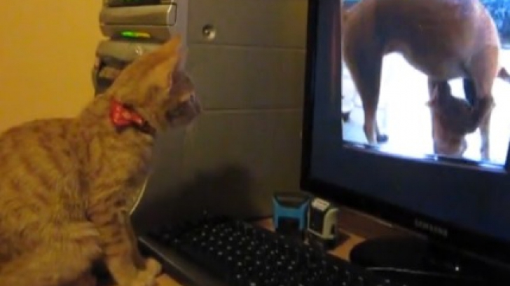 Ce face o pisică în fața unui monitor