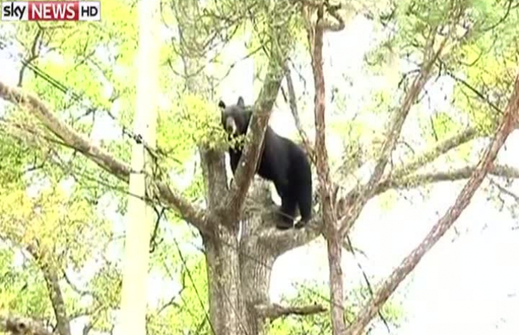 Salvare aproape ratată a unui urs căţărat într-un copac