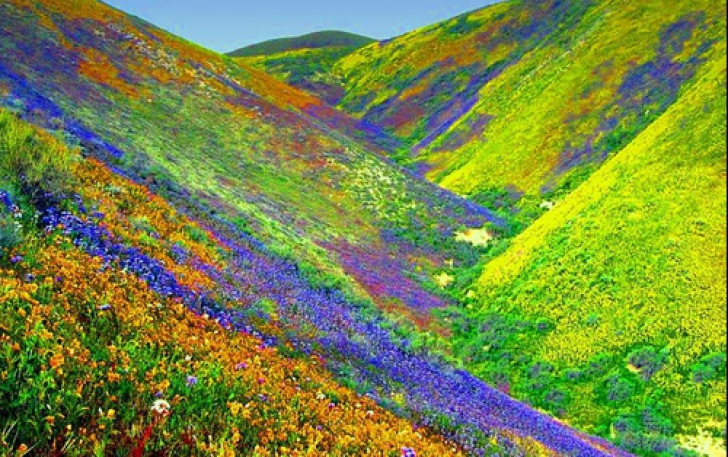Uttarakhand, India sau valea florilor