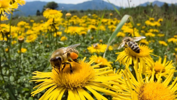 Albinele pot ajuta la depistarea minelor din Balcani