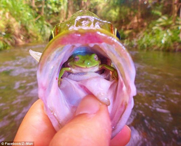 Captură cu surprize, pentru un pescar din Queensland, Australia. Ce se ascunde în interiorul gurii peştelui
