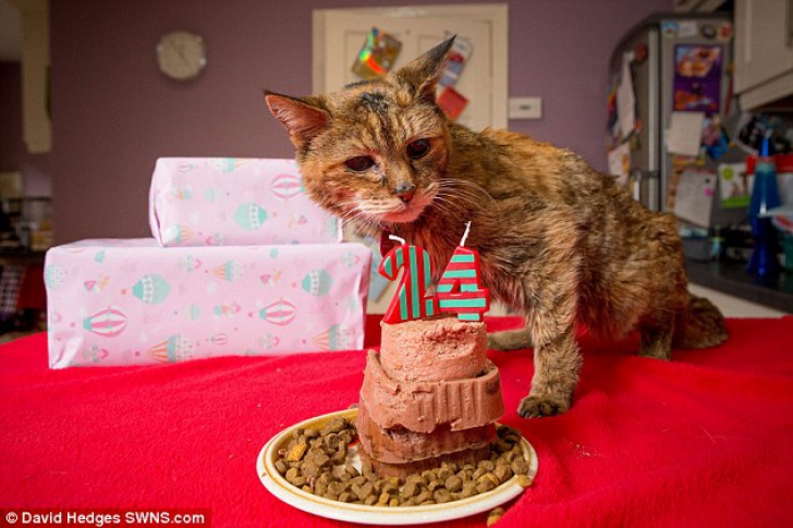 Poppy, pisica de 24 de ani, a intrat în Cartea Recordurilor pentru longevitatea sa
