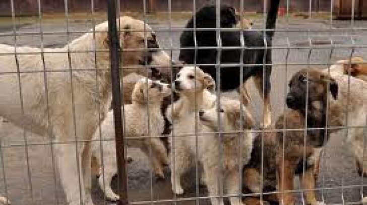 ASPA vrea să dea până la aproximativ 435.000 lei pentru curăţenia şi hrana câinilor din adăposturi