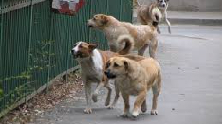 Timişoara: 315 câini fără stăpân, eutanasiaţi în ultimele trei luni